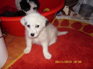 donez metis caniche 3 luni