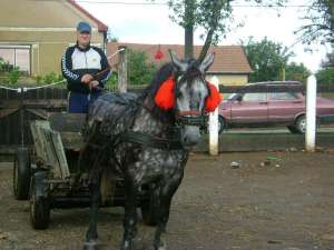 Vand cal tractiune