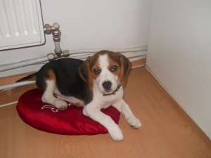VAND PUI BEAGLE TRICOLOR