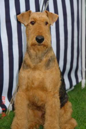 catei airedale terrier calitate deosebita