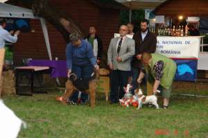 catei airedale terrier calitate deosebita