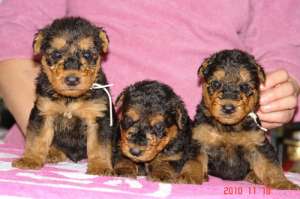 catei airedale terrier calitate deosebita