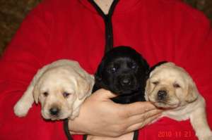 catei labrador cu pedigree