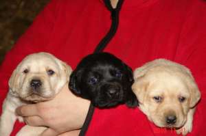 catei labrador cu pedigree