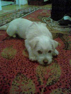 ofer spre adoptie metis westie
