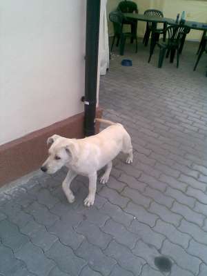 PIERDUT LABRADOR