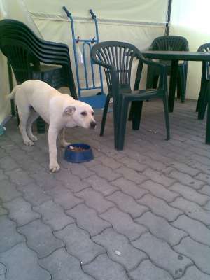 PIERDUT LABRADOR