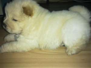 vand chow chow superb alb
