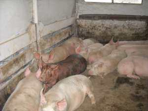 vand porci