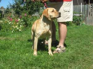 labrador de vanzare