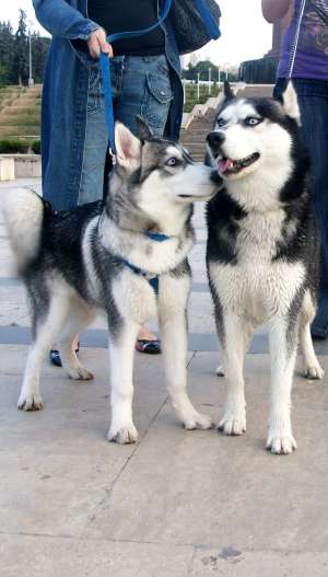 monta husky deosebit