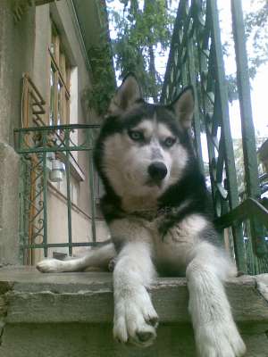 monta husky deosebit