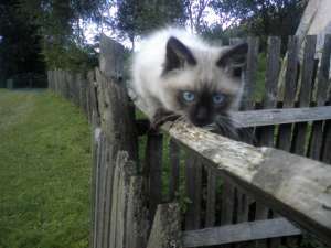 Adopt motanel birmanez sau alta rasa....pana in 3 luni...