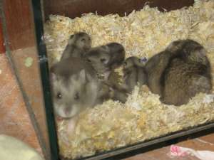 Hamsteri pitici de vanzare