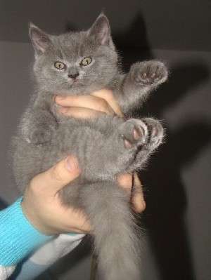 vand pisicuta british shorthair