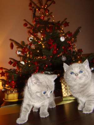 vand pisicuta british shorthair