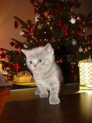 vand pisicuta british shorthair