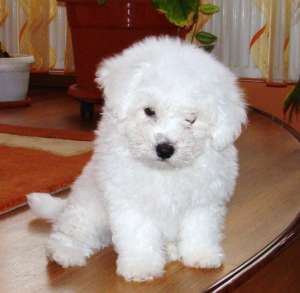 bichon frise pret atractiv