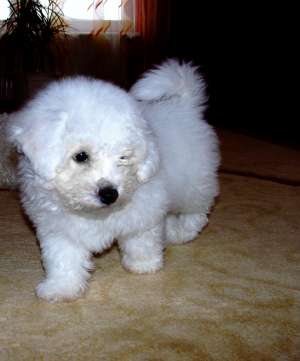 bichon frise pret atractiv
