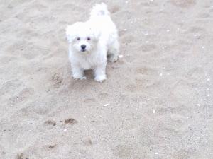 Vand Bichon Maltez