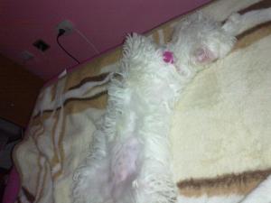 Vand Bichon Maltez
