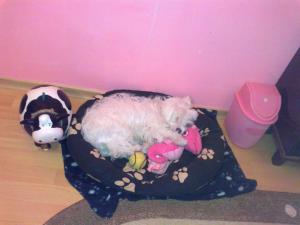 Vand Bichon Maltez