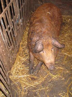 vand porci mangalita