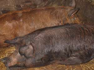 vand porci mangalita