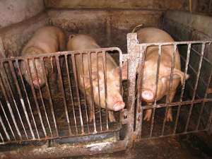 vand porci albi