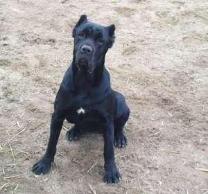 cane corso oferta doar pt Sf. Nicolae