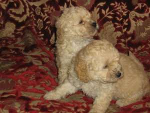 vand caniche pitic