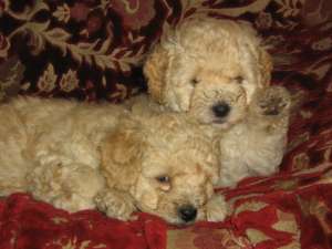 vand caniche pitic