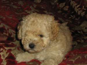 vand caniche pitic