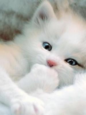 Adopt motanel birmanez sau alta rasa....pana in 3 luni...