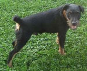 pierdut jagdterrier