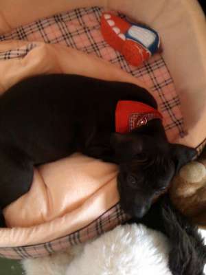 Vand pui Amstaff, urgent!!