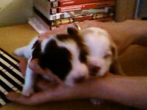 bichon havanese