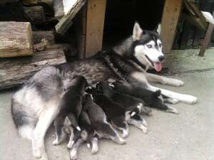 Husky de vanzare