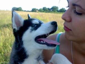 Husky de vanzare