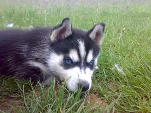 Husky de vanzare