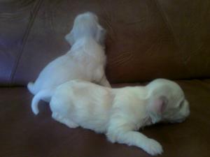 bichon havanese