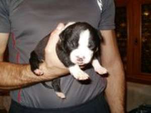 Vand Amstaff pui cu pedigree