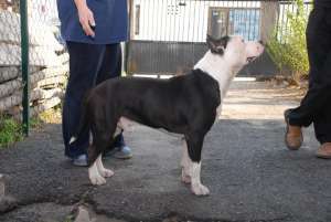 VAnd pui de amstaff cu pedigree