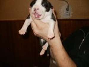 VAnd pui de amstaff cu pedigree