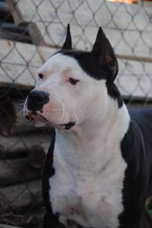 VAnd pui de amstaff cu pedigree