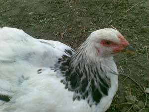vand gaini si pui brahma herminat deschis