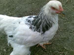 vand gaini si pui brahma herminat deschis