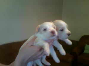 bichon havanese