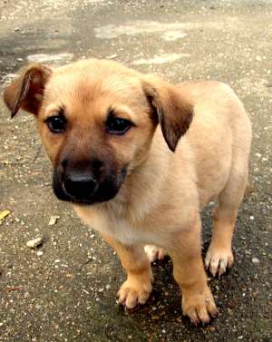 Opt puiuti spre adoptie