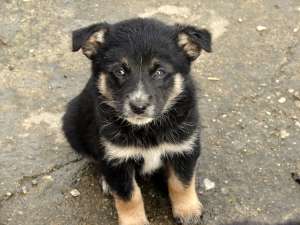 Opt puiuti spre adoptie